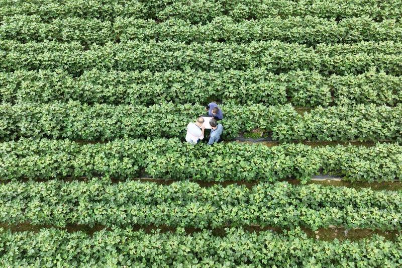 Industri pemuliaan biologis China