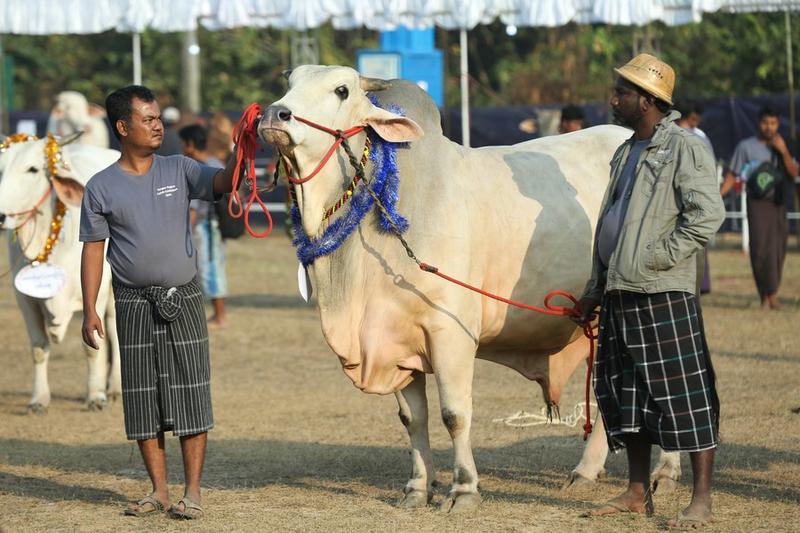 Kontes kecantikan sapi Myanmar