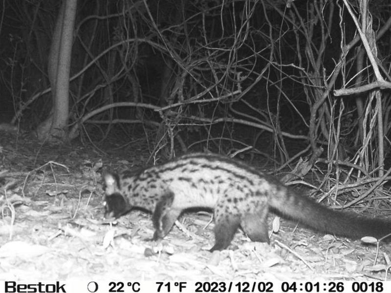 Musang luwak