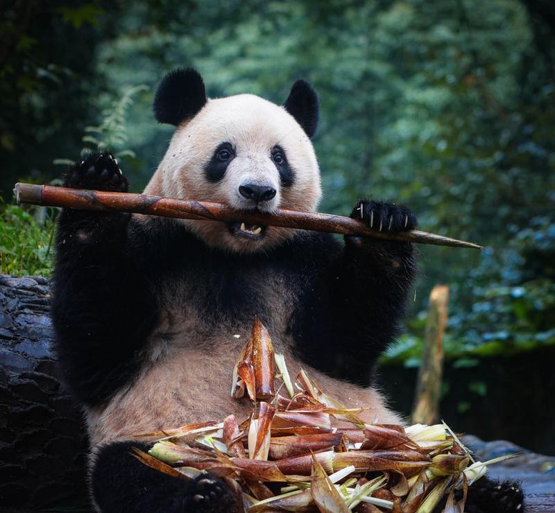 Asosiasi Konservasi Margasatwa China