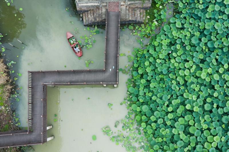 Foto dari udara ini menunjukkan seorang warga desa sedang mendayung perahu sambil mengumpulkan bunga dan dedaunan teratai untuk dijadikan suvenir khas setempat di Desa Quanxin yang terletak di Donglin, Huzhou, Provinsi Zhejiang, China timur, pada 16 Juni 2023. (Xinhua/Xu Yu)