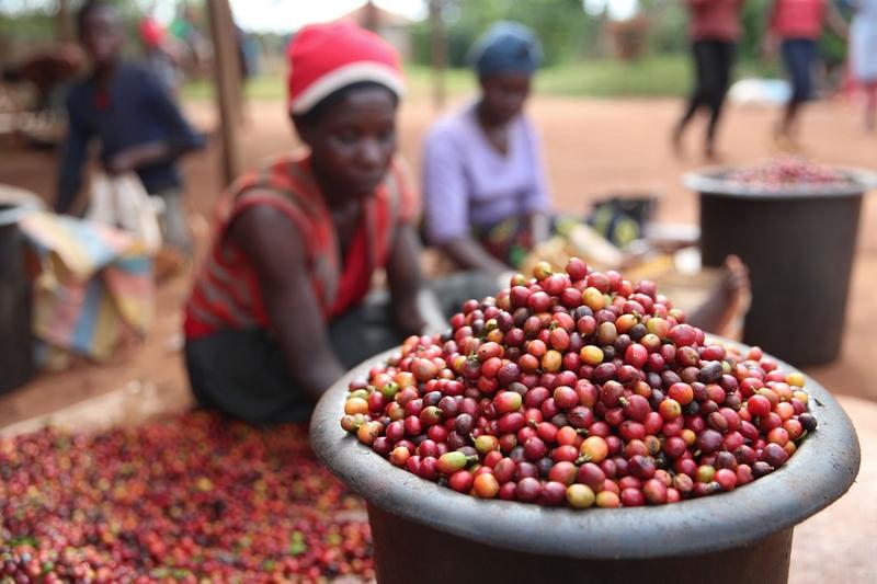 Ekspor kopi Kenya pada