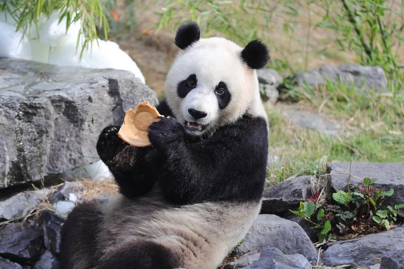 Taman Pairi Daiza
