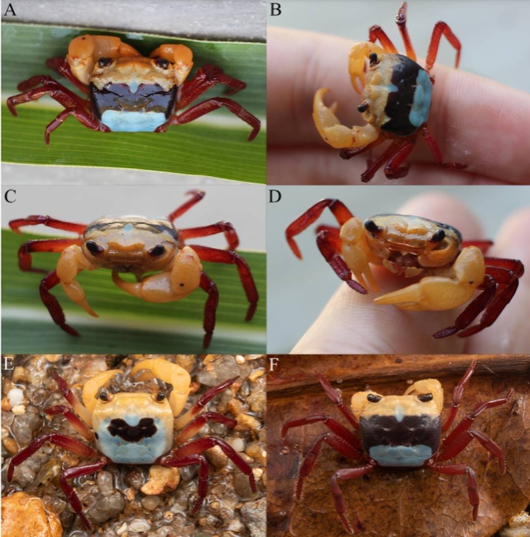 Kepiting tiga warna Lepidothelphusa