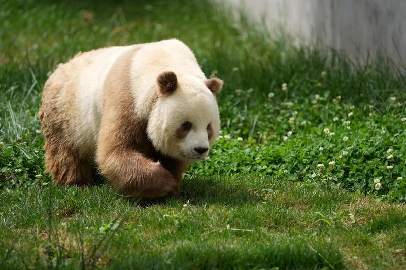 Panda cokelat pertama