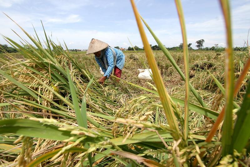Pendapatan penjual beras