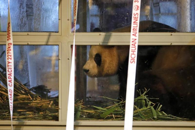 Panda raksasa Fu Bao