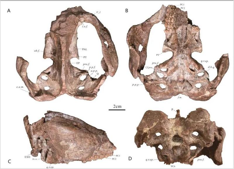 Fossils of a herbivorous reptile species