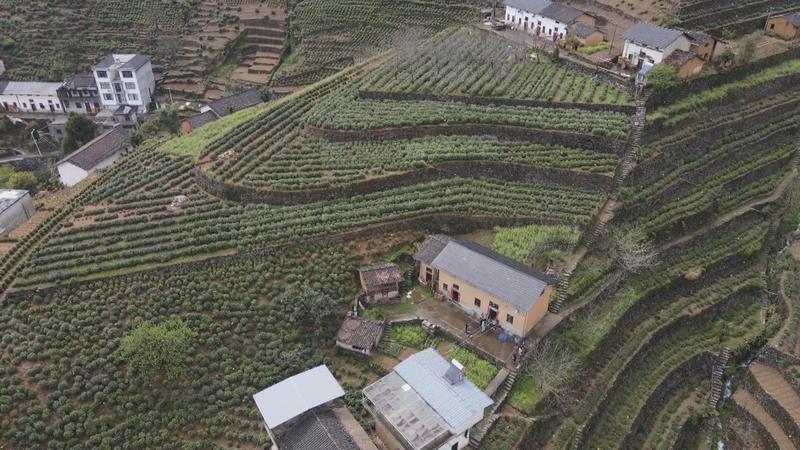 Kebun teh terasering