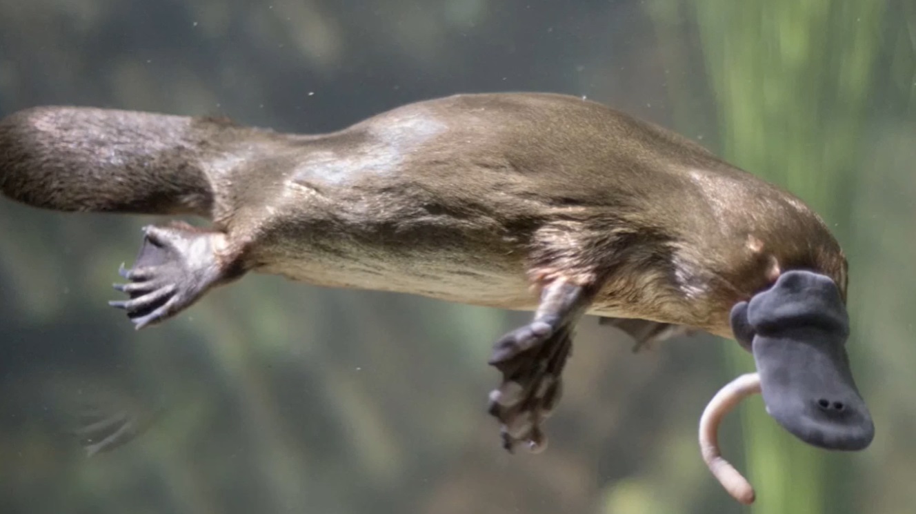 Platipus dan spesies air