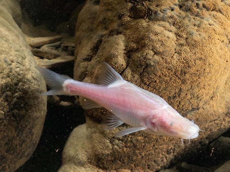 Sinocyclocheilus guiyang