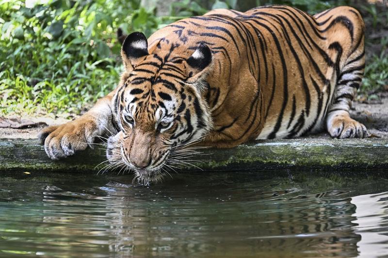 Negara Bagian Madhya Pradesh