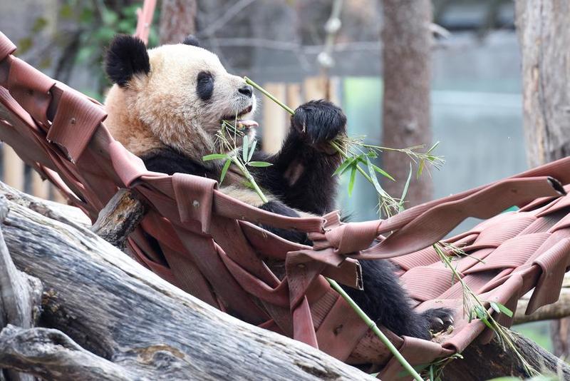 Pasangan panda raksasa