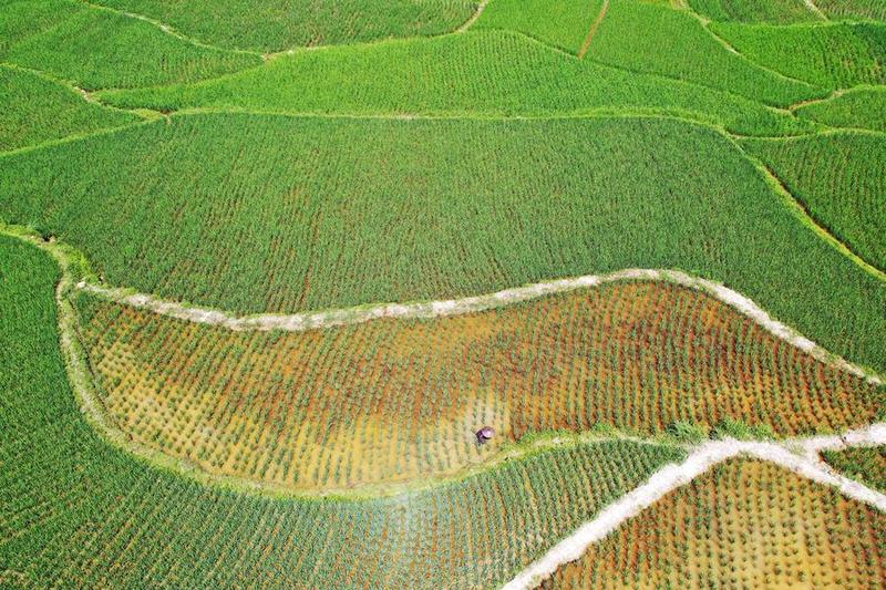industri matcha di Guizhou