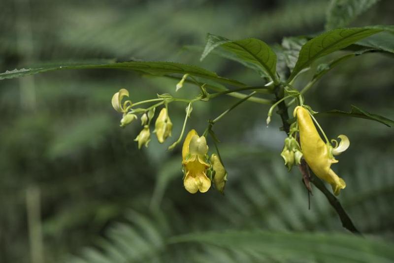 Spesies Impatiens beipanjiangensis