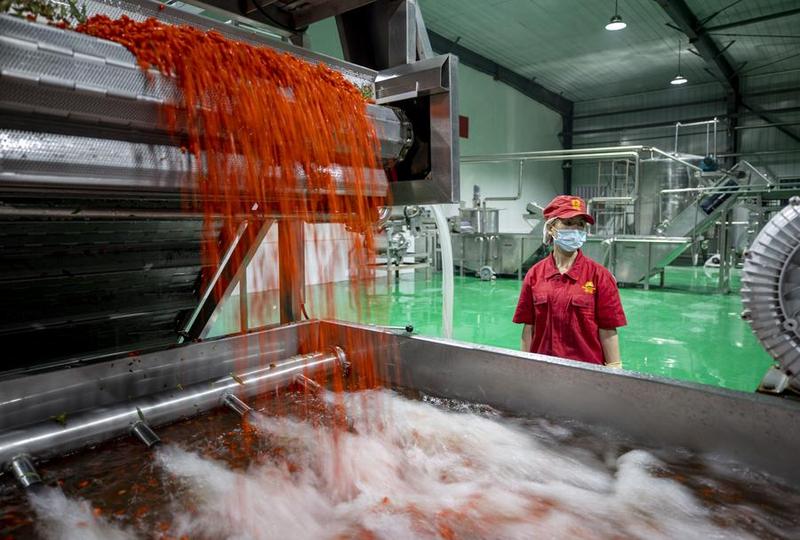 Goji berry Ningxia