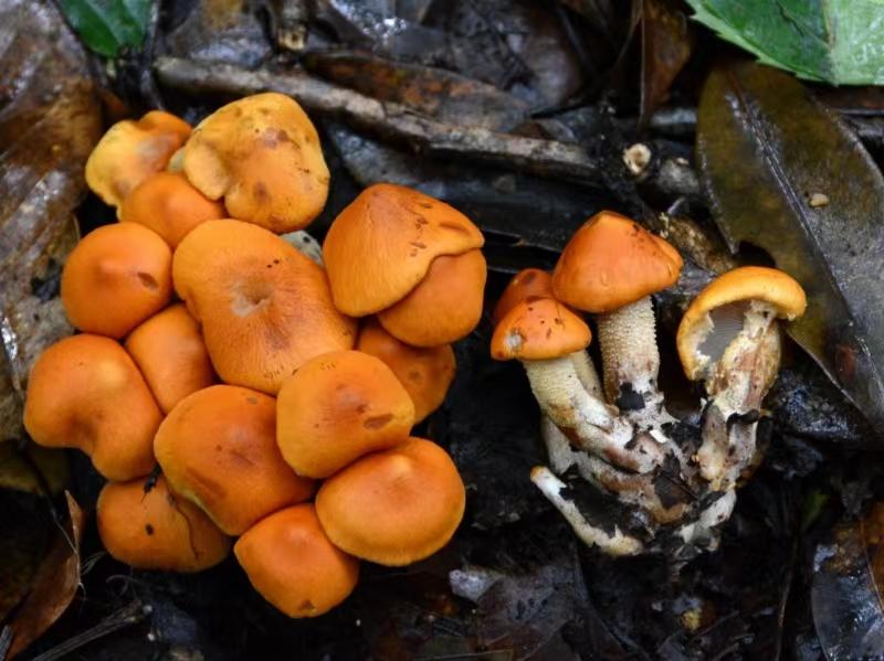 Cystoderma yongpingense