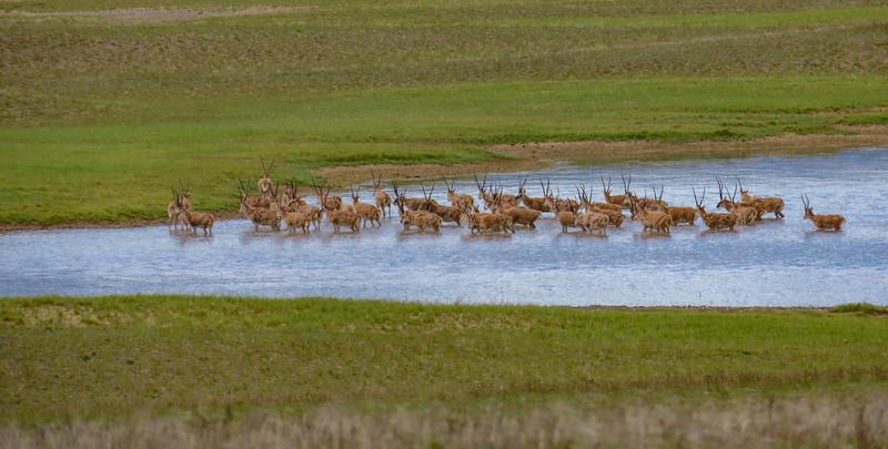 Permafrost di bawah padang