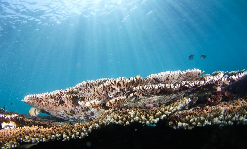 Restorasi ekologi bawah laut