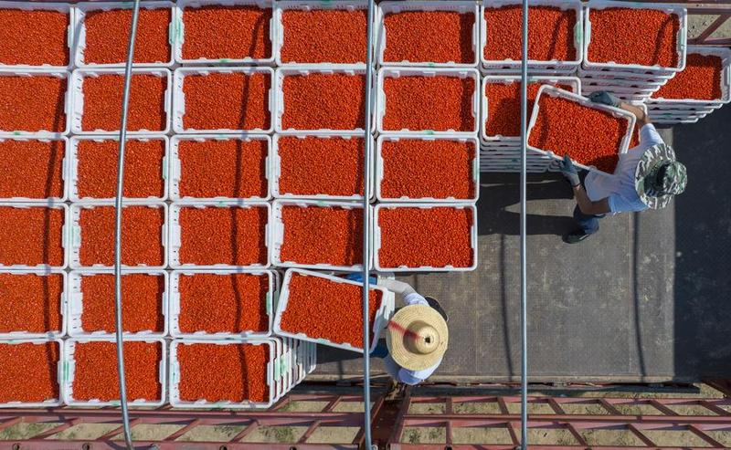 Industri goji berry di