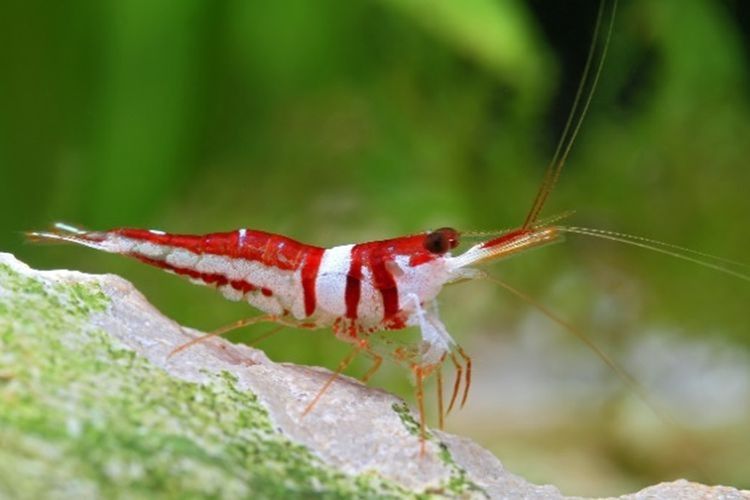 Udang endemik Sulawesi
