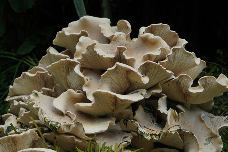 Jamur puffball raksasa