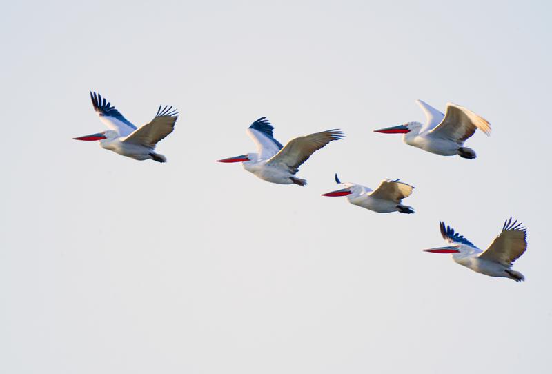 Suaka Burung Migran
