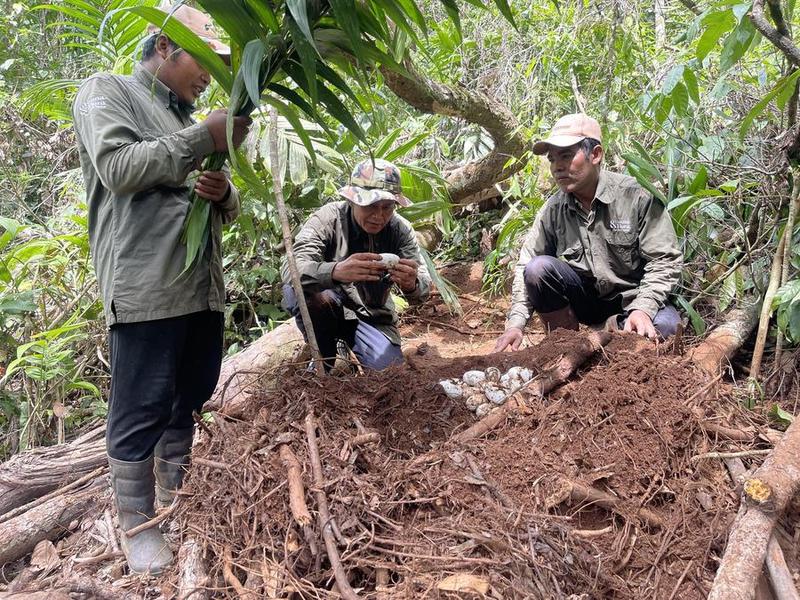 Buaya Siam dicantumkan sebagai