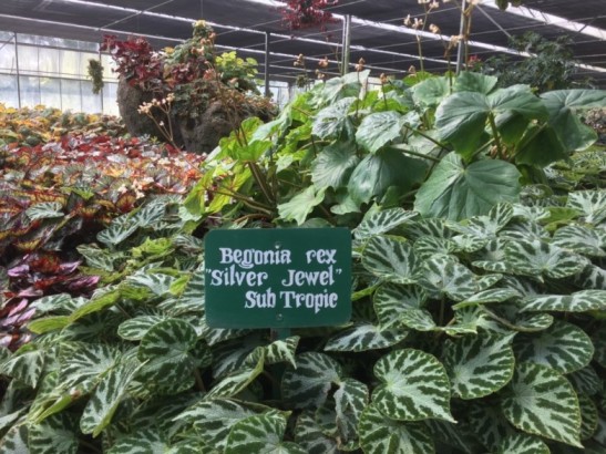 Spesies baru Begonia