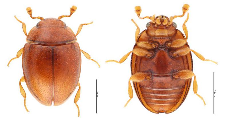 Eidoreus haizhuensis