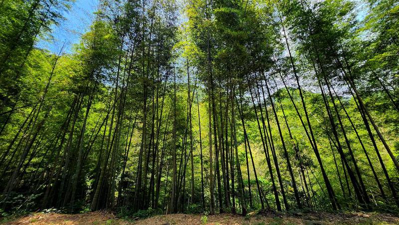 hutan bambu di China