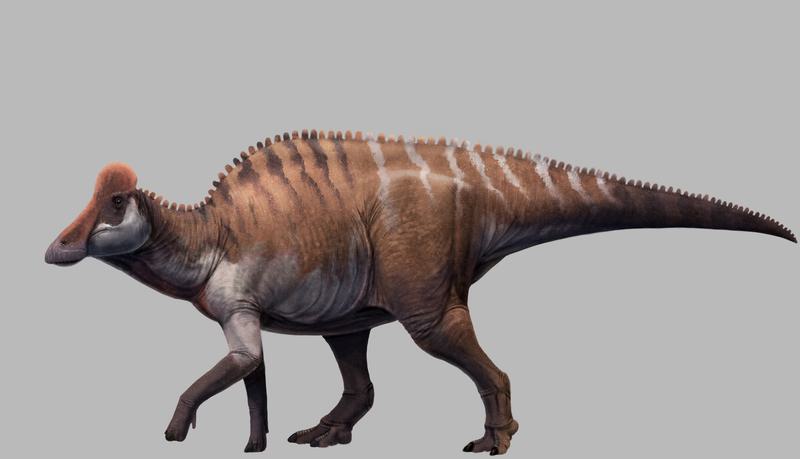 temuan pertama dinosaurus Lambeosaurinae