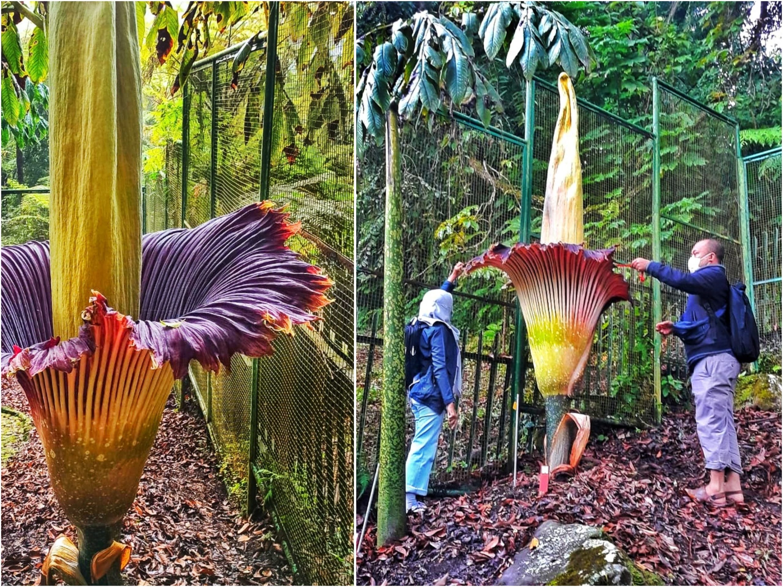 Amorphophallus titanum