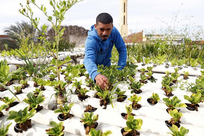 kebun atap secara signifikan