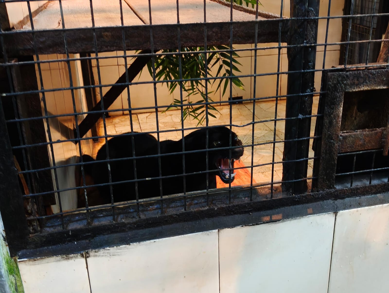 The Javan leopard