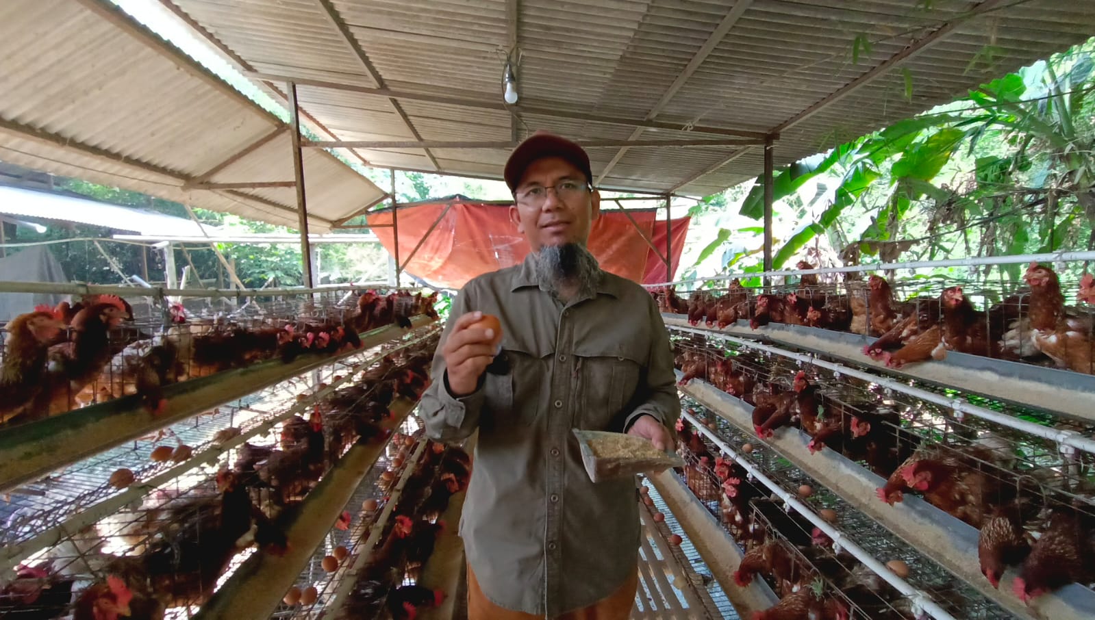 peternakan ayam broiler