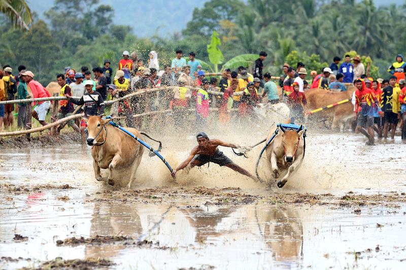 Tradisi Pacu Jawi awalnya