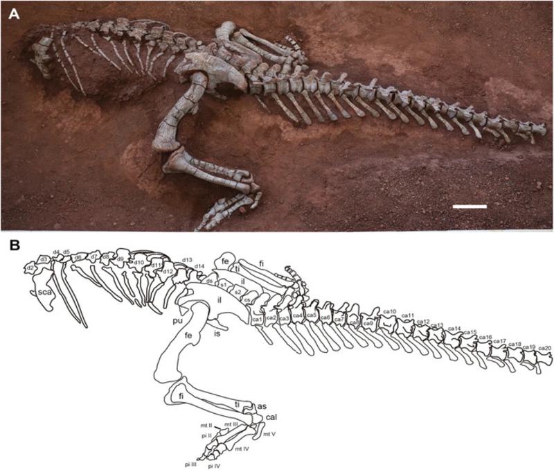 Juracanthocephalus memiliki tubuh berbentuk
