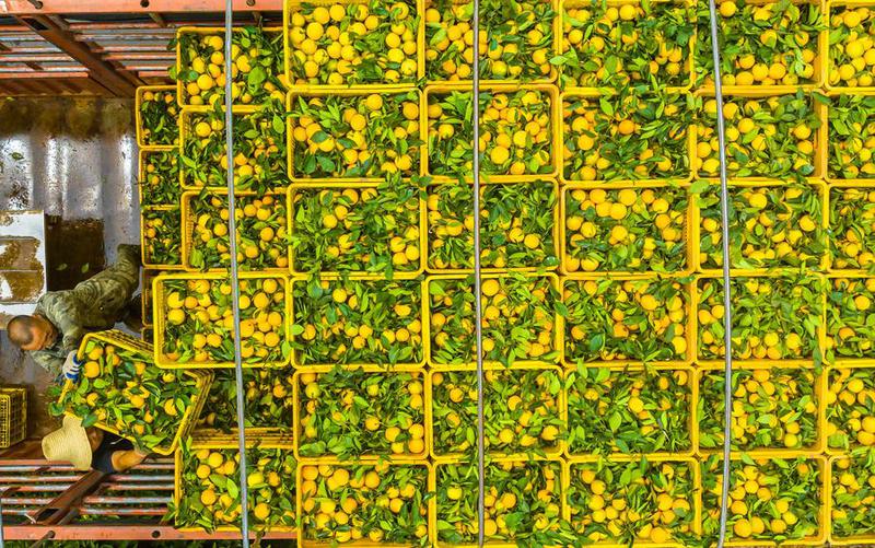 Citrus greening disease disebarkan