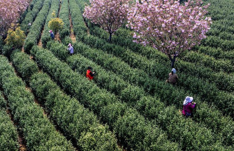 Theanine memberikan rasa manis