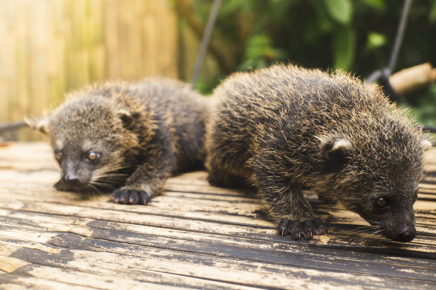 populasi binturong di alam