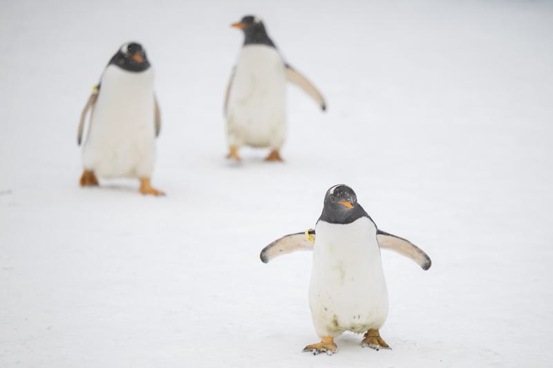 penyakit menular dan inflamasi