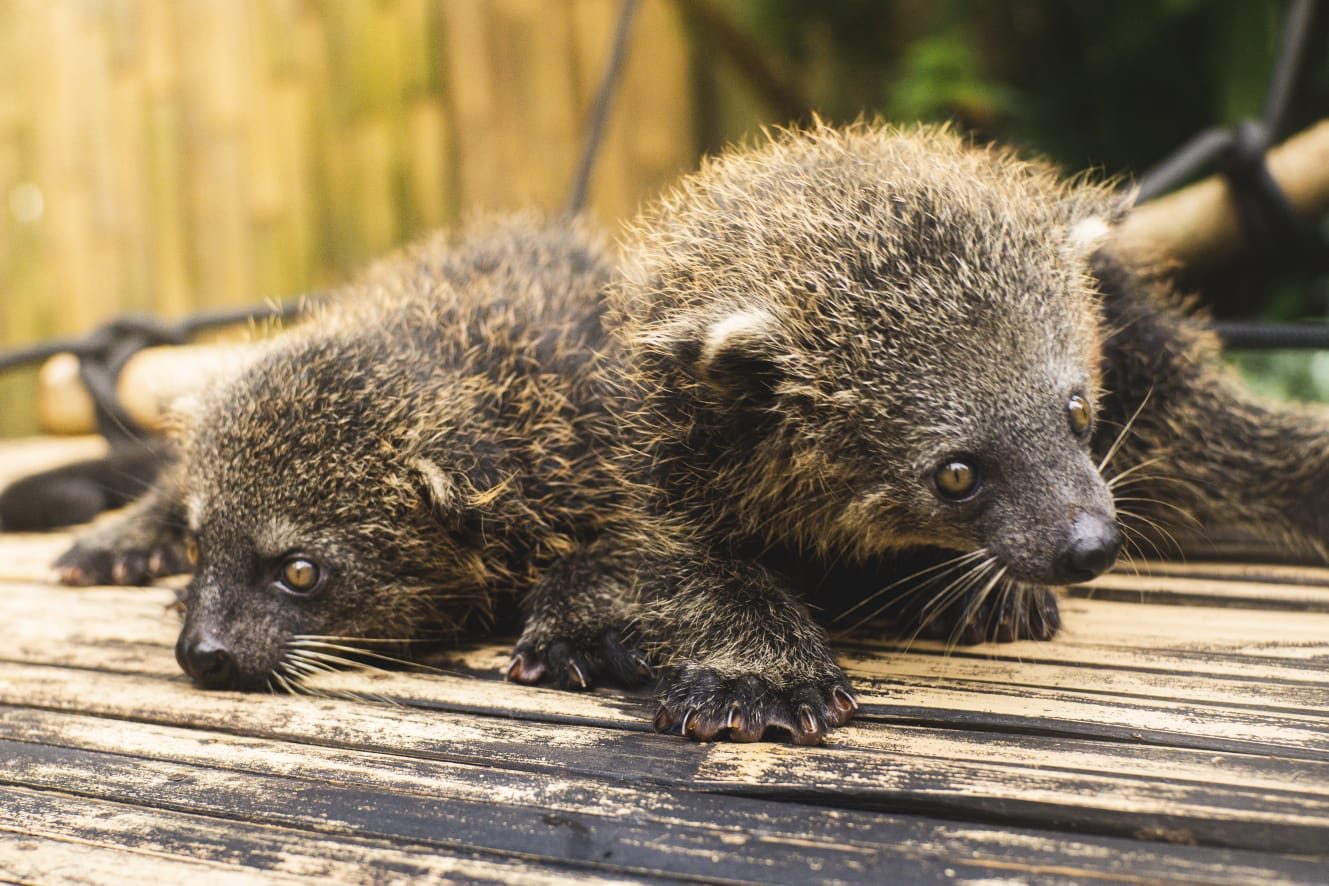 two binturong babies