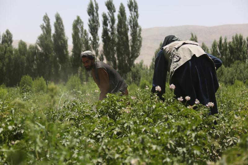 upaya untuk memberantas opium