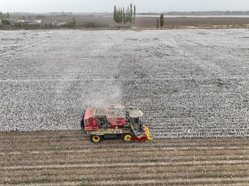 produksi kapas di Xinjiang