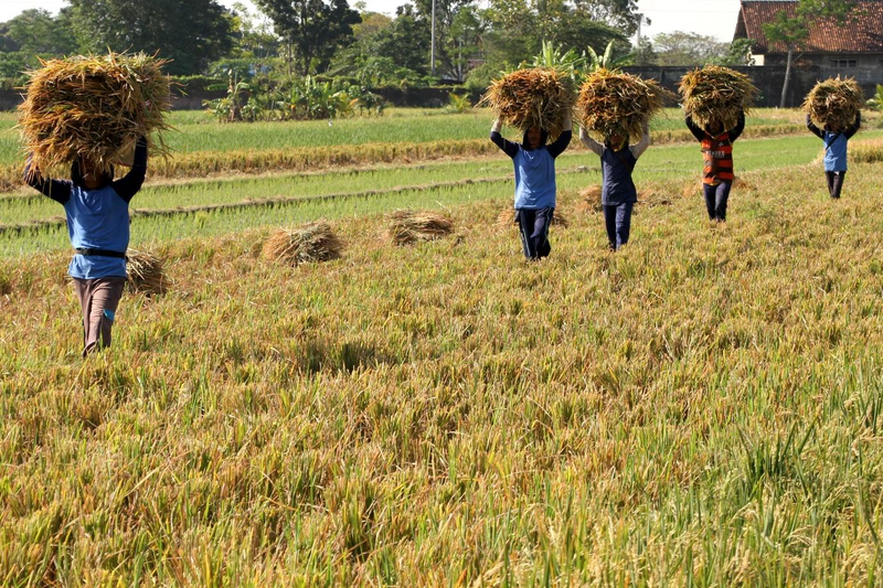 RI mampu mencapai swasembada