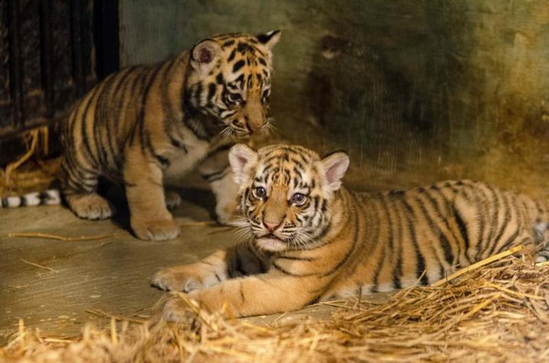 dua bayi harimau Benggala