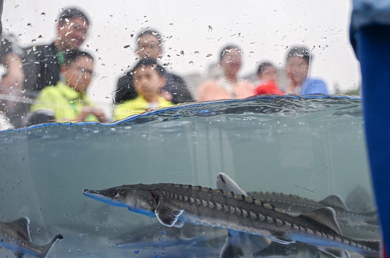 Ikan sturgeon generasi ketiga