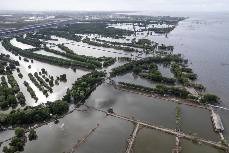 Hutan bakau Indonesia menyimpan