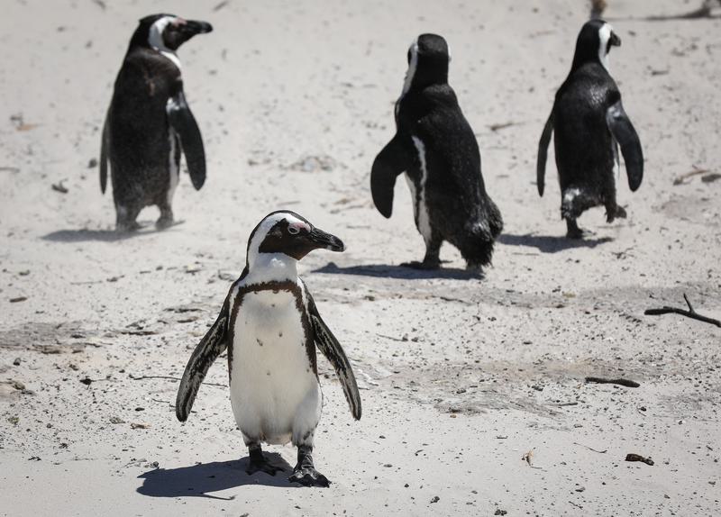 Penguin Afrika (Spheniscus demersus)